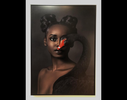 gert kist black beauty 800x635 gert kist black beauty 800x635
